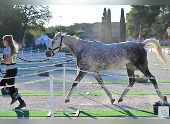 Pur-sang arabe, Jument, 7 Ans, 154 cm, Gris pommelé