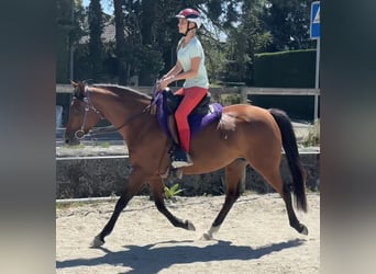 Pur-sang arabe, Jument, 7 Ans, 155 cm, Bai