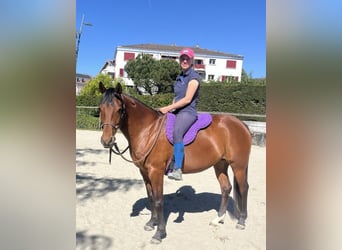 Pur-sang arabe, Jument, 7 Ans, 155 cm, Bai