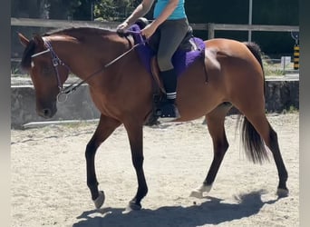 Pur-sang arabe, Jument, 7 Ans, 155 cm, Bai