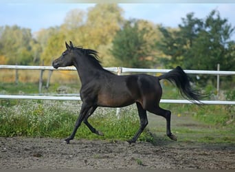 Pur-sang arabe, Jument, 7 Ans, 155 cm, Bai