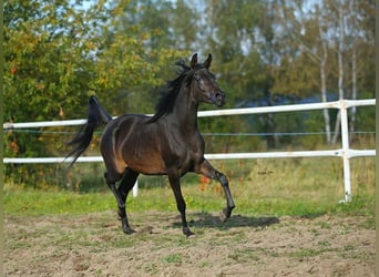 Pur-sang arabe, Jument, 7 Ans, 155 cm, Bai