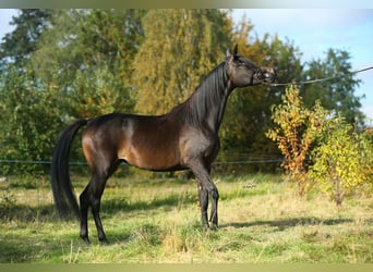 Pur-sang arabe, Jument, 7 Ans, 155 cm, Bai