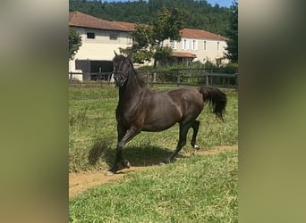 Pur-sang arabe, Jument, 7 Ans, 155 cm, Noir