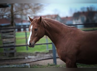 Pur-sang arabe, Jument, 7 Ans, 156 cm, Alezan