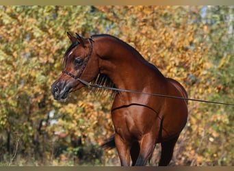 Pur-sang arabe, Jument, 7 Ans, 157 cm, Bai
