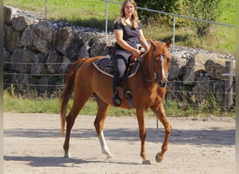 Pur-sang arabe, Jument, 7 Ans, Alezan