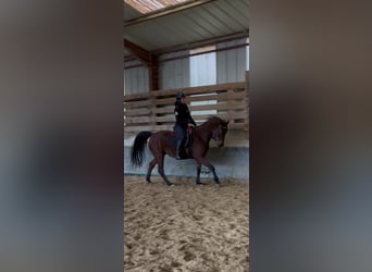 Pur-sang arabe, Jument, 8 Ans, 152 cm, Bai brun foncé