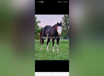 Pur-sang arabe, Jument, 8 Ans, 153 cm, Alezan