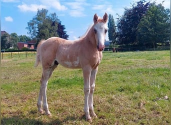 Pur-sang arabe, Jument, 8 Ans, 153 cm, Alezan