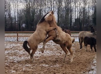 Pur-sang arabe, Jument, 8 Ans, 153 cm, Alezan