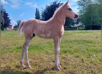 Pur-sang arabe, Jument, 8 Ans, 153 cm, Alezan
