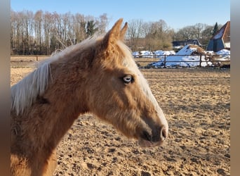 Pur-sang arabe, Jument, 8 Ans, 153 cm, Alezan