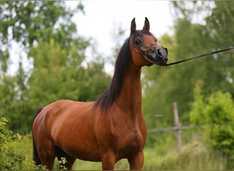 Pur-sang arabe, Jument, 8 Ans, 153 cm, Bai