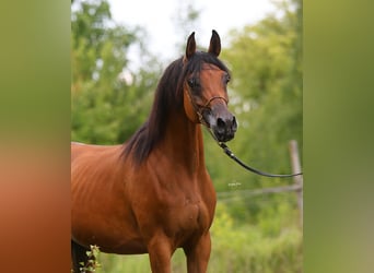 Pur-sang arabe, Jument, 8 Ans, 153 cm, Bai