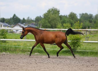 Pur-sang arabe, Jument, 8 Ans, 153 cm, Bai