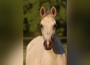 Pur-sang arabe, Jument, 8 Ans, 153 cm, Rouan bleu