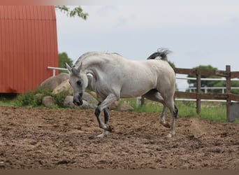 Pur-sang arabe, Jument, 8 Ans, 154 cm, Gris