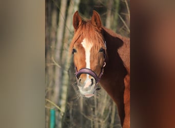 Pur-sang arabe, Jument, 8 Ans, 155 cm, Alezan