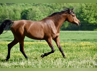 Pur-sang arabe, Jument, 8 Ans, 155 cm, Bai