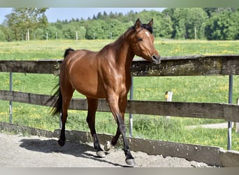 Pur-sang arabe, Jument, 8 Ans, 155 cm, Bai