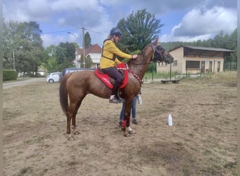 Pur-sang arabe, Jument, 8 Ans, 157 cm, Alezan brûlé