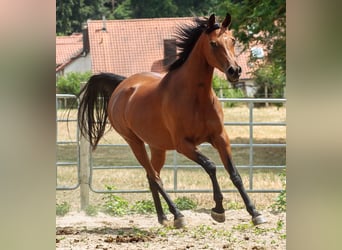 Pur-sang arabe, Jument, 8 Ans, 157 cm, Bai