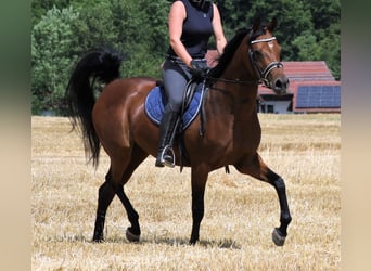 Pur-sang arabe, Jument, 8 Ans, 157 cm, Bai