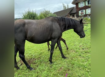 Pur-sang arabe, Jument, 8 Ans, 163 cm, Noir