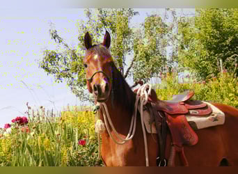 Pur-sang arabe, Jument, 8 Ans, Bai