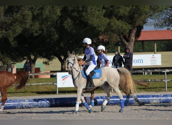 Pur-sang arabe, Jument, 9 Ans, 147 cm, Gris