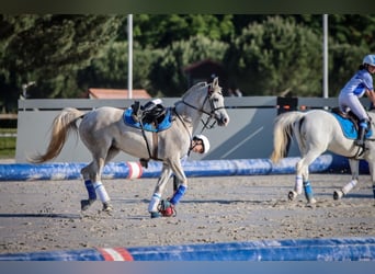 Pur-sang arabe, Jument, 9 Ans, 147 cm, Gris