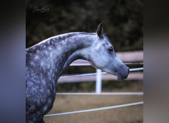 Pur-sang arabe, Jument, 9 Ans, 150 cm, Gris