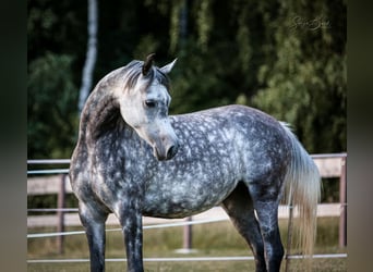 Pur-sang arabe, Jument, 9 Ans, 150 cm, Gris