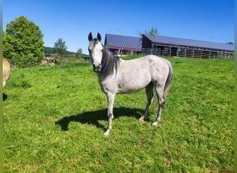 Pur-sang arabe, Jument, 9 Ans, 150 cm, Gris moucheté