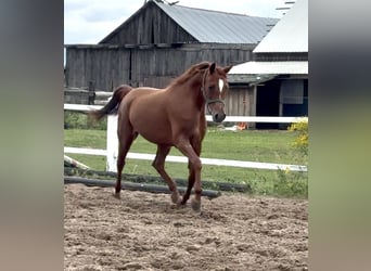 Pur-sang arabe, Jument, 9 Ans, 151 cm, Alezan
