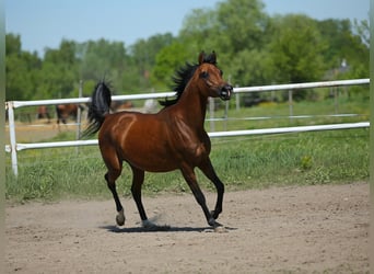 Pur-sang arabe, Jument, 9 Ans, 151 cm, Bai