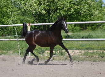 Pur-sang arabe, Jument, 9 Ans, 152 cm, Noir