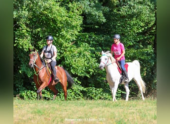 Pur-sang arabe, Jument, 9 Ans, 155 cm, Bai brun