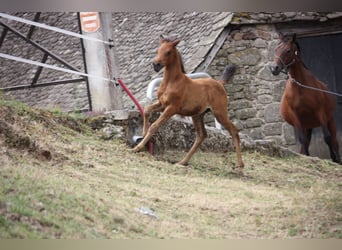 Pur-sang arabe, Jument, Poulain (04/2025), 160 cm, Bai