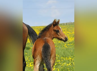 Pur-sang arabe, Jument, Poulain (02/2026), Bai brun foncé