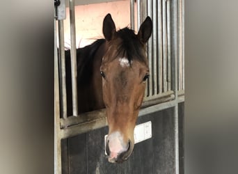 Pur sang irlandais, Hongre, 10 Ans, 165 cm, Bai