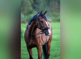 Pur sang irlandais, Hongre, 10 Ans, 168 cm, Bai