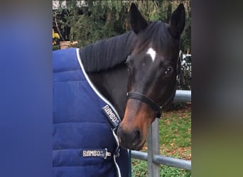 Pur sang irlandais, Hongre, 12 Ans, 165 cm, Bai