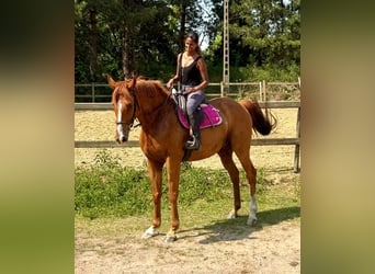 Pur sang irlandais, Hongre, 14 Ans, 165 cm, Alezan