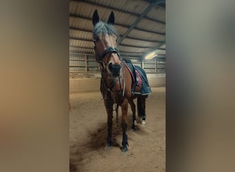 Pur sang irlandais, Hongre, 14 Ans, 168 cm, Alezan brûlé