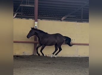 Pur sang irlandais, Hongre, 3 Ans, 162 cm, Bai