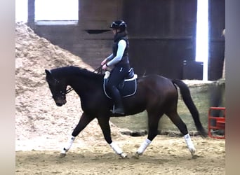 Pur sang irlandais Croisé, Hongre, 4 Ans, 165 cm, Bai