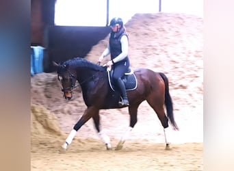 Pur sang irlandais Croisé, Hongre, 4 Ans, 165 cm, Bai