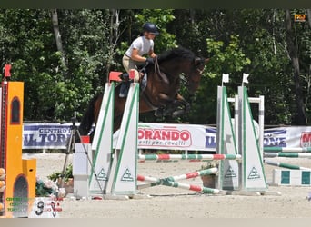 Pur sang irlandais, Hongre, 4 Ans, 170 cm, Bai brun